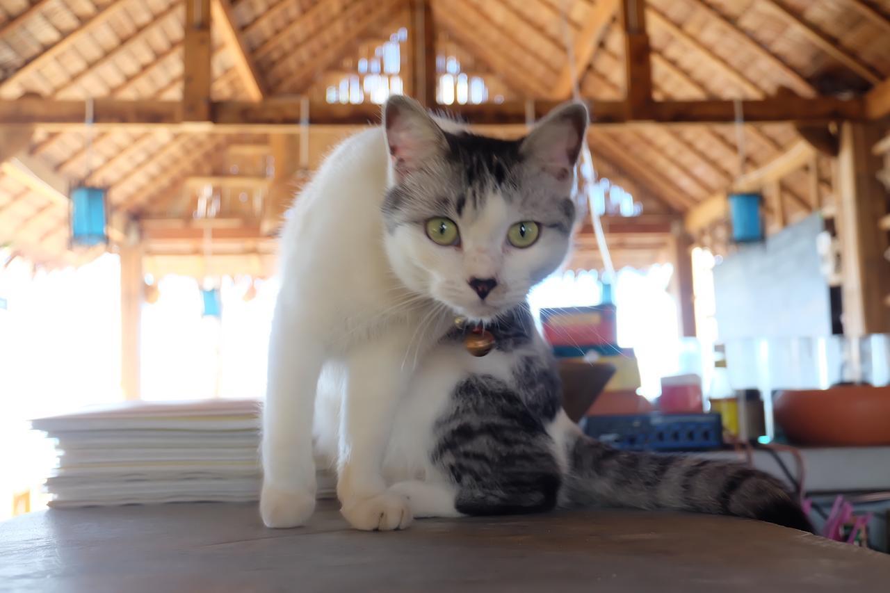 Monkey Bungalow Ko Lanta Exteriér fotografie
